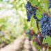 tipos de uva para vinhos