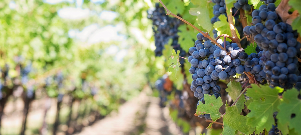 Conheça mais sobre os principais tipos de uvas para vinhos